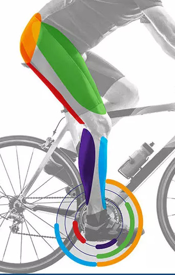 pedal muscles activation